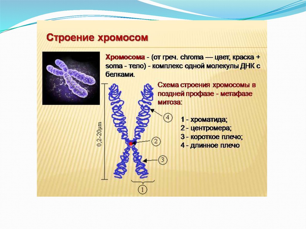 Внутреннее строение хромосом. Строение и функции хромосом кратко. Строение хромосомы после репликации ДНК. Строение клетки хромосомы. Строение хромосом человека.