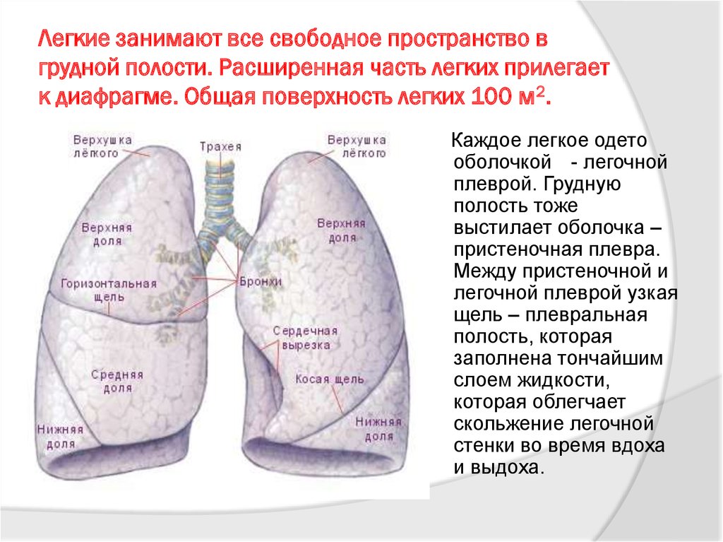 Отделы легких схема человека