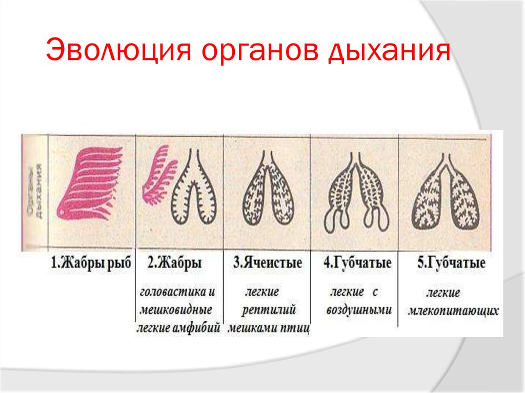 Эволюция строения органов и их систем. Эволюция дыхательной системы животных. Эволюция органов дыхания у позвоночных животных рисунок. Схема эволюции органов дыхания. Дыхательная система Эволюция дыхательной системы.