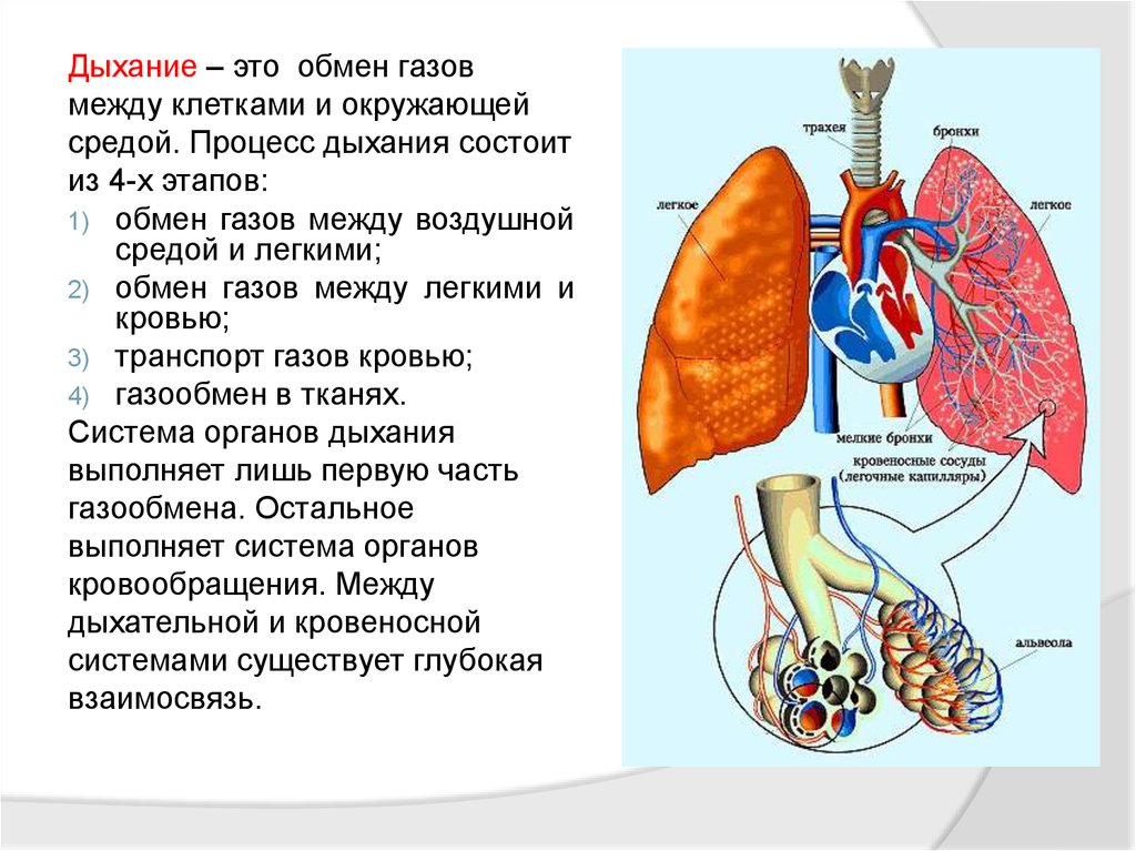 Строение органов дыхания человека презентация