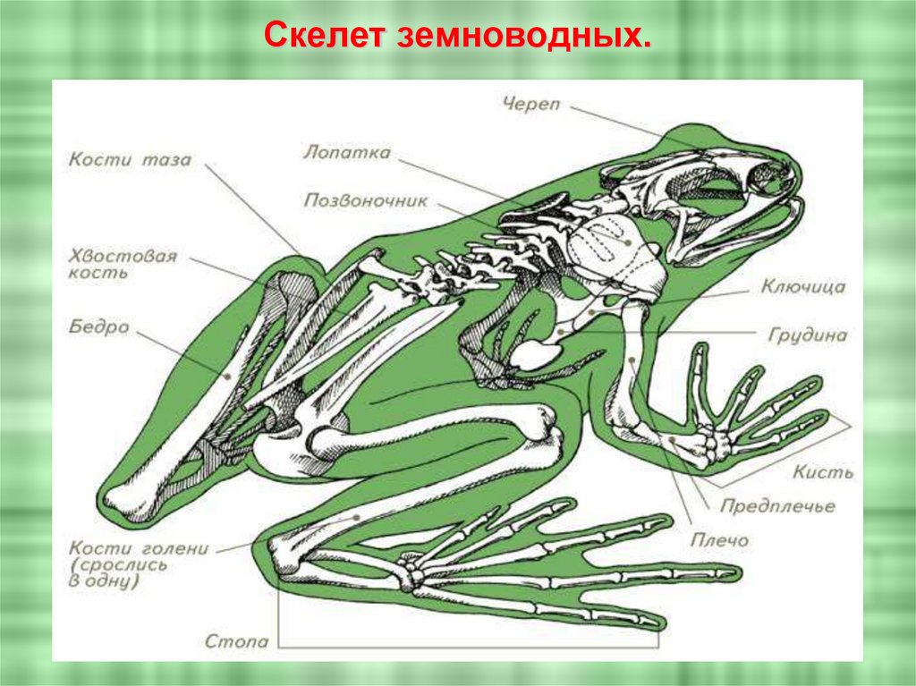 1 земноводного. Скелет Озерной лягушки. Скелет лягушки коракоид. Строение костей лягушки. Строение скелета лягушки биология.