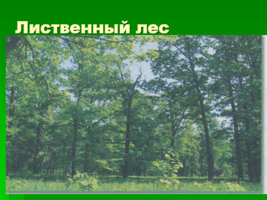 Описание лиственных лесов. Лиственный лес. Лиственный лес для детей. Русский Лиственный лес. Картина Лиственный лес для детей.