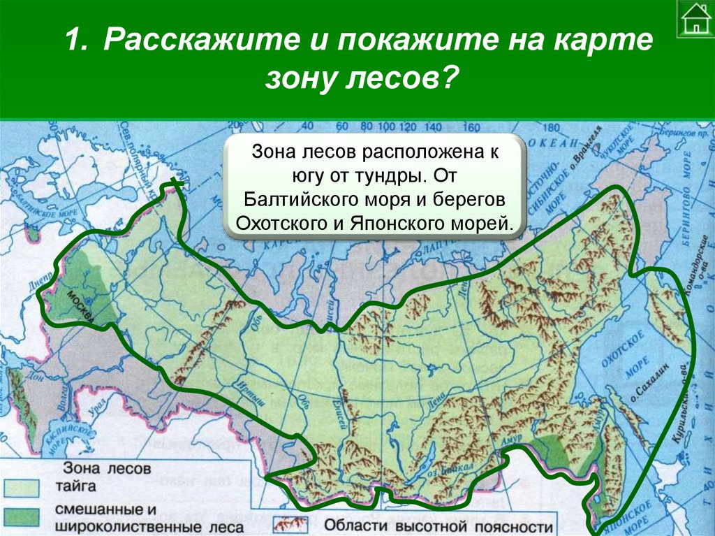 Границы зоны тайги в россии. Расположение зоны лесов. Лесная зона на карте России. Положение зоны лесов. Зона лесов на карте.