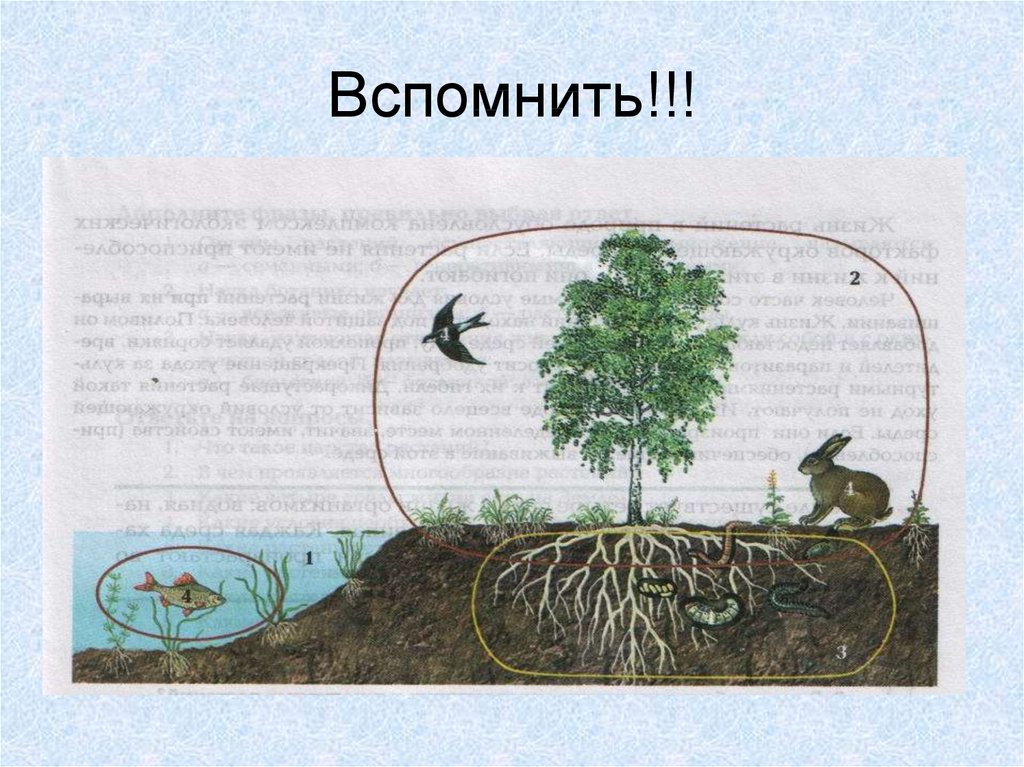 Жизненные среды организмов. Среды жизни. Четыре среды жизни. Среды жизни экология. Среды жизни организмов на земле.