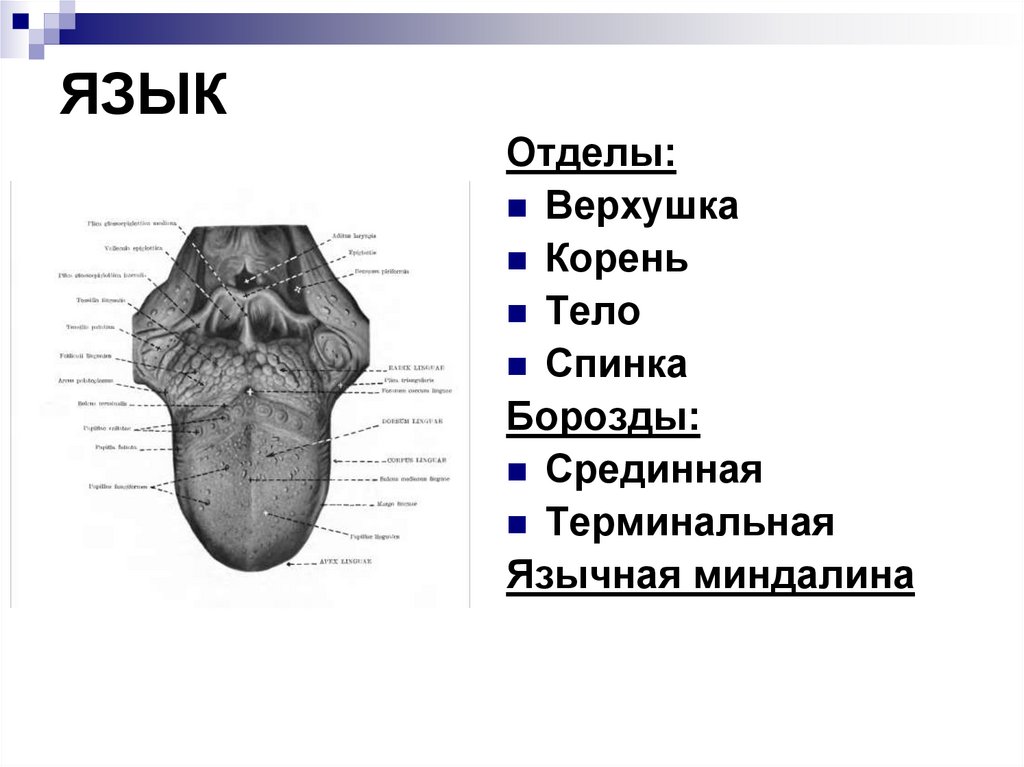 Где находится корень языка у собаки фото