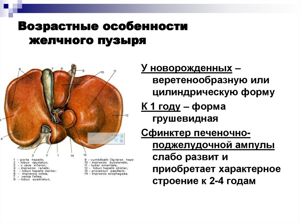 Особенности желчного пузыря