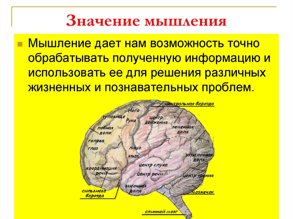 Значение мышления в жизни человека. Значение мышления. Значение мышления в психологии. Презентация на тему мышление. Роль мышления в жизни человека.