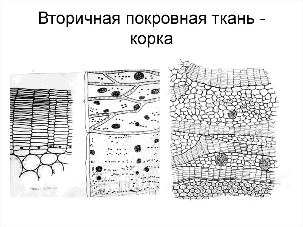 Вторичные ткани. Покровный комплекс корка у растений. Корка покровная ткань. Вторичные покровные ткани. Ритидом. Корка покровная ткань строение.