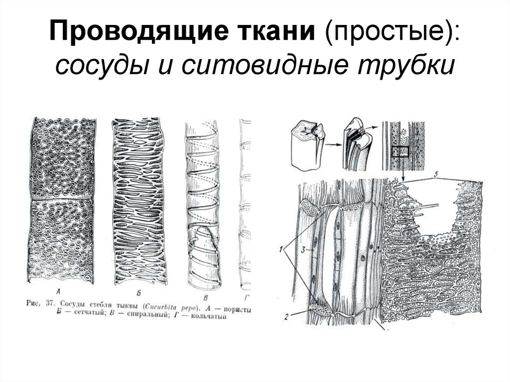 Проводящая ткань рисунок. Сосуды и ситовидные трубки. Сосуды древесины и ситовидные трубки. Проводящие сосуды и ситовидные трубки. Сосуды и ситовидные трубки это ткань.