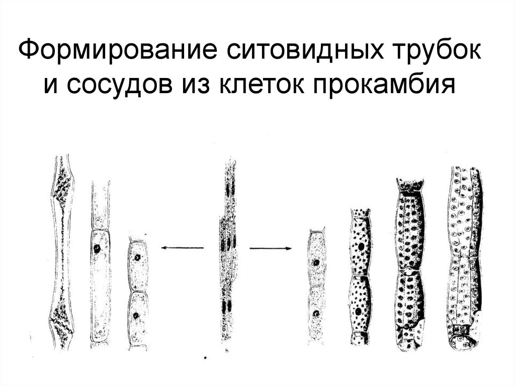 Где находятся ситовидные трубки