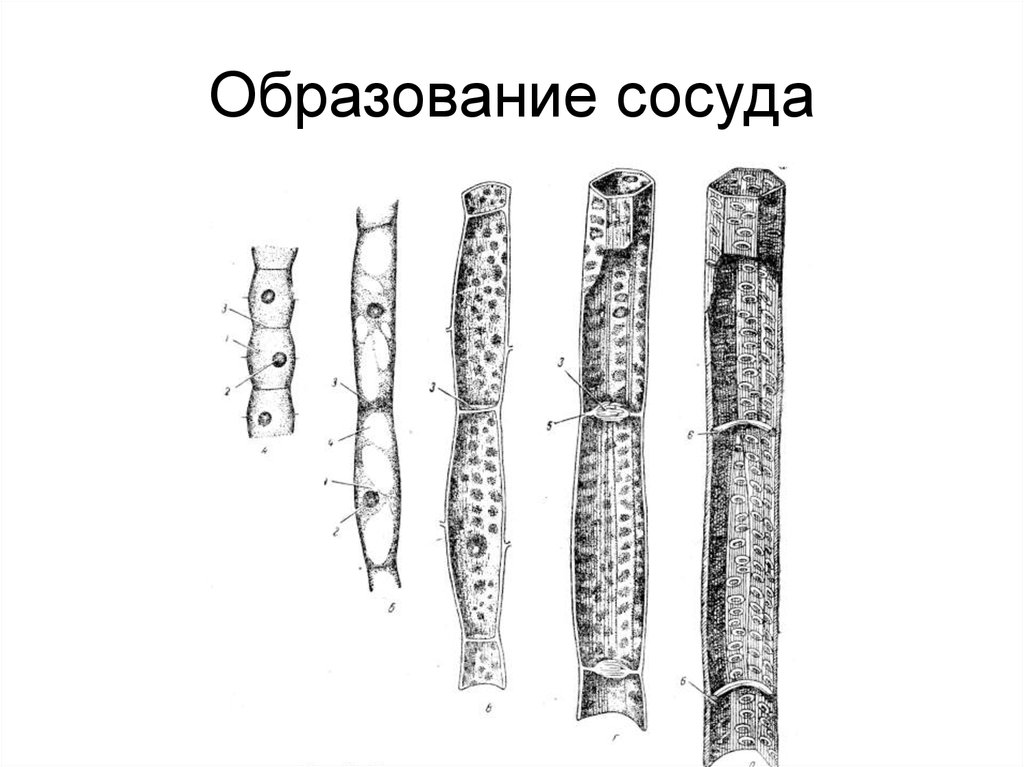 Проводящие ткани трубки. Трахеиды и ситовидные трубки. Строение сосудов растений. Сосуды древесины. Образование сосудов растений.