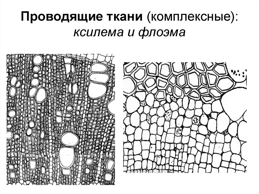 Растительные ткани рисунок