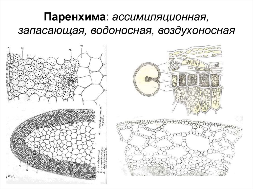 Рисунок основной ткани