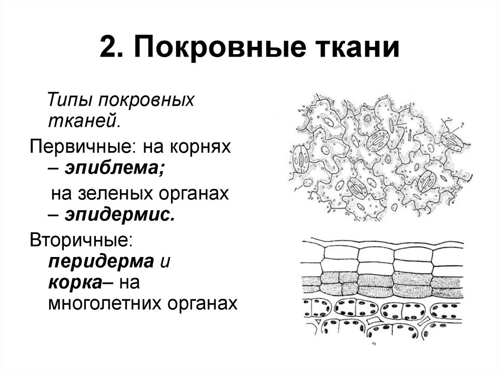 Покровная ткань строение