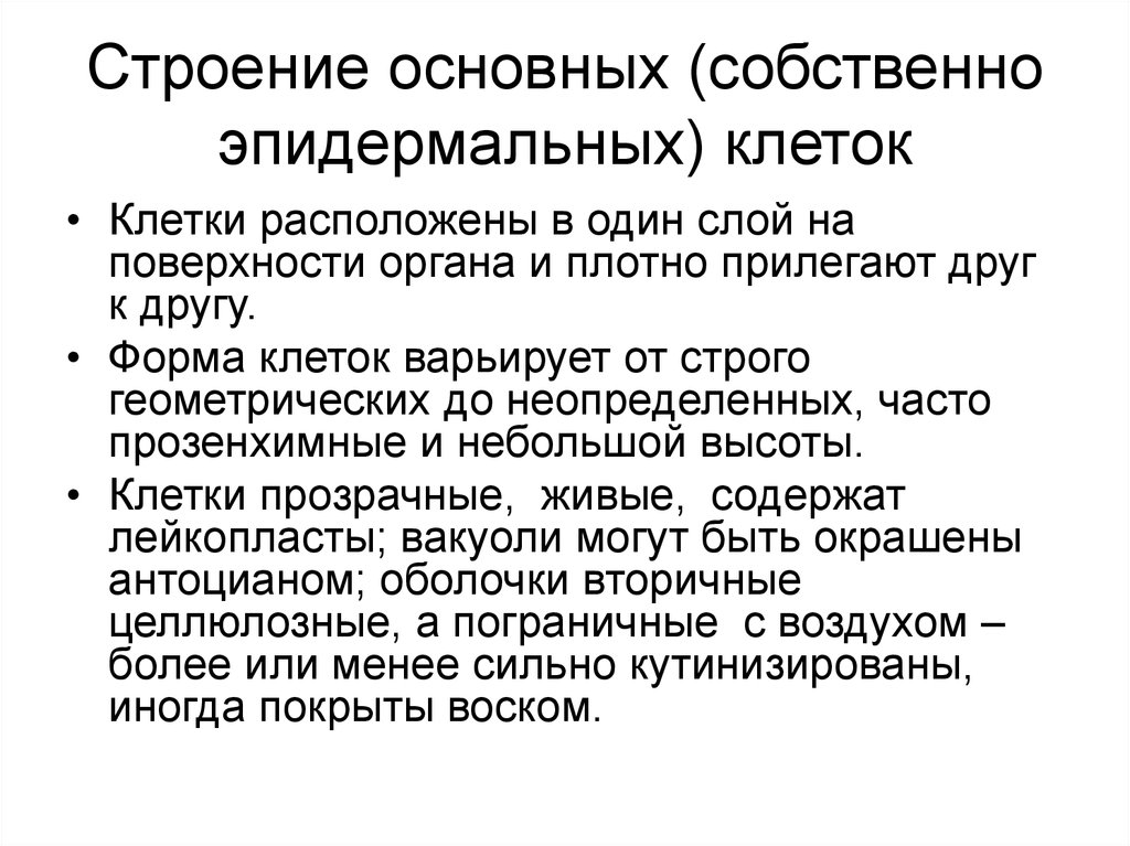 Собственно основное. Форма основных эпидермальных клеток. Собственно эпидермальные клетки. Собственно эпидермальные клетки функции. Основное строение это.