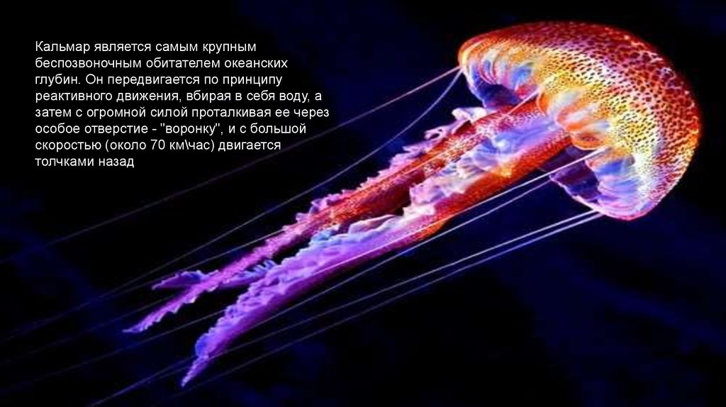 Реактивное движение реактивный двигатель. Реактивное движение в природе. Реактивное движение медузы. Реактивное движение у животных. Реактивное движение в природе медуза.