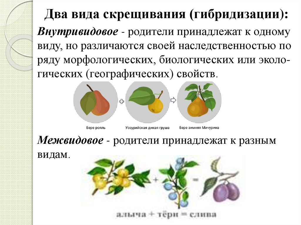 Примеры скрещивания растений