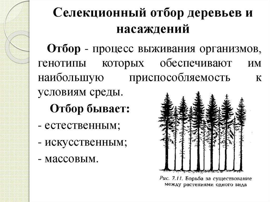 4 1 4 2 отбор. Отбор плюсовых лесных насаждений. Селекционная инвентаризация насаждений. Оценка деревьев и насаждений. Селекционный отбор деревьев.