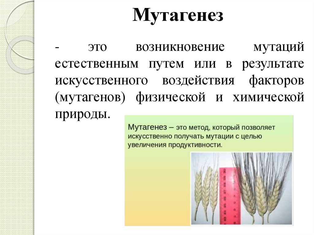Мутагенез метод генетики. Искусственный мутагенез. Метод искусственного мутагенеза. Искусственный мутагенез в селекции. Методы селекции растений искусственный мутагенез.