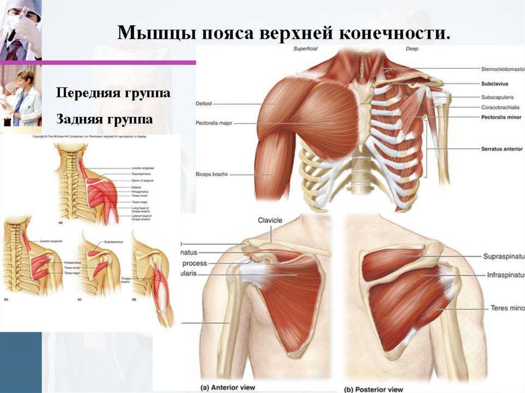 Мышцы верхнего пояса. Мышцы пояса верхней конечности передняя группа. Мышцы плечевого пояса и верхней конечности. Мышцы производящие движение пояса верхней конечности вперед. Мышцы пояса верхней конечности задняя группа.