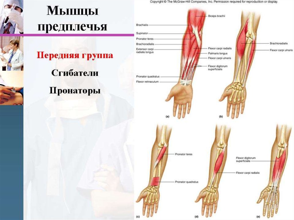 Группы предплечья. Мышцы предплечья передняя группа. Первая группа мышц предплечья. Сгибательная поверхность предплечья. Особенности передней группы мышц предплечья.