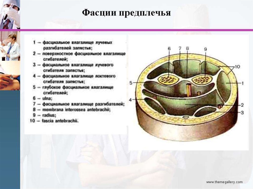 Перегородки предплечья. Наружное фасциальное ложе предплечья. Фасциальные ложа предплечья. Переднее мышечно фасциальное ложе плеча. Фасциальные ложа предплечья и их содержимое.