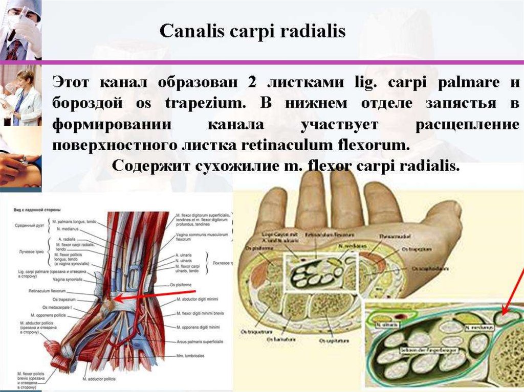 Образован канал. Каналис Радиалис. Канал запястья (Canalis Carpi);. Лучевой запястный канал. Канал запястья анатомия образован.