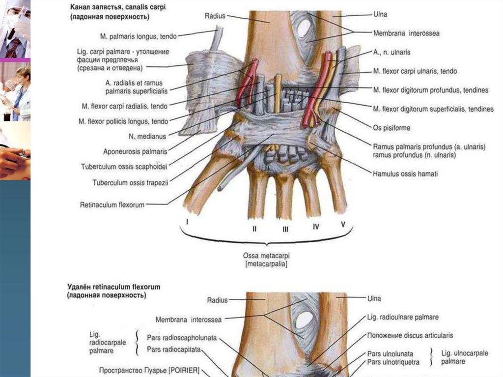 Каналы запястья топографическая анатомия схема