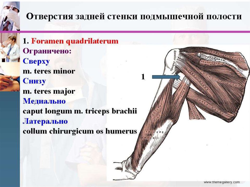 Подмышечная ямка анатомия