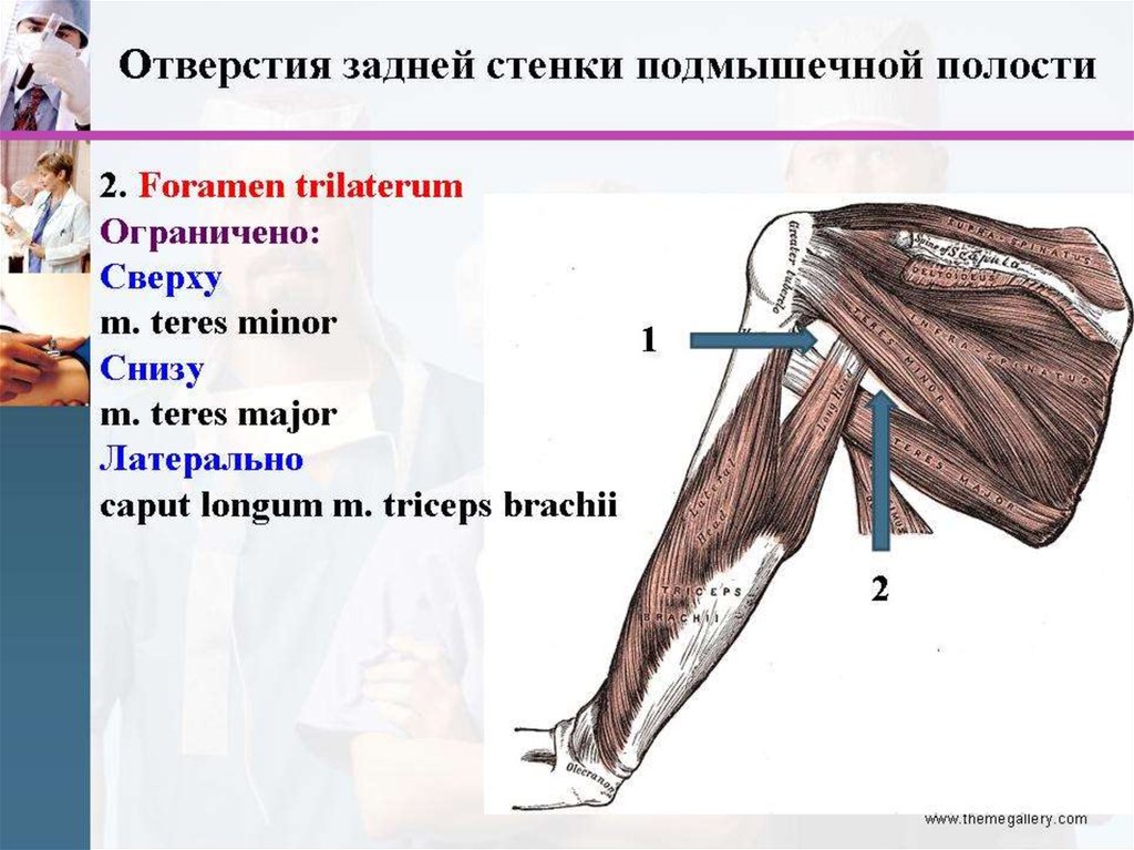 Подмышечная полость. Трехстороннее и четырехстороннее отверстие подмышечной ямки. Трехстороннее отверстие подмышечной полости. Мышцы образующие заднюю стенку подмышечной полости. Латеральное отверстие подмышечной полости.