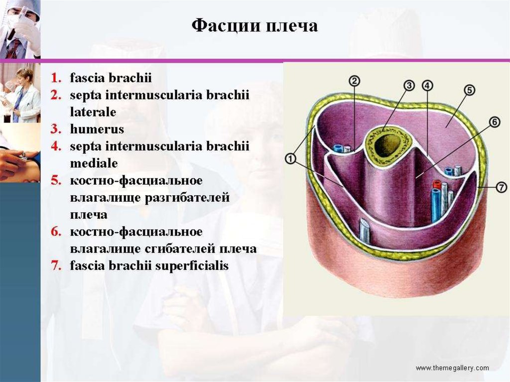 Топографическая анатомия инструменты презентация