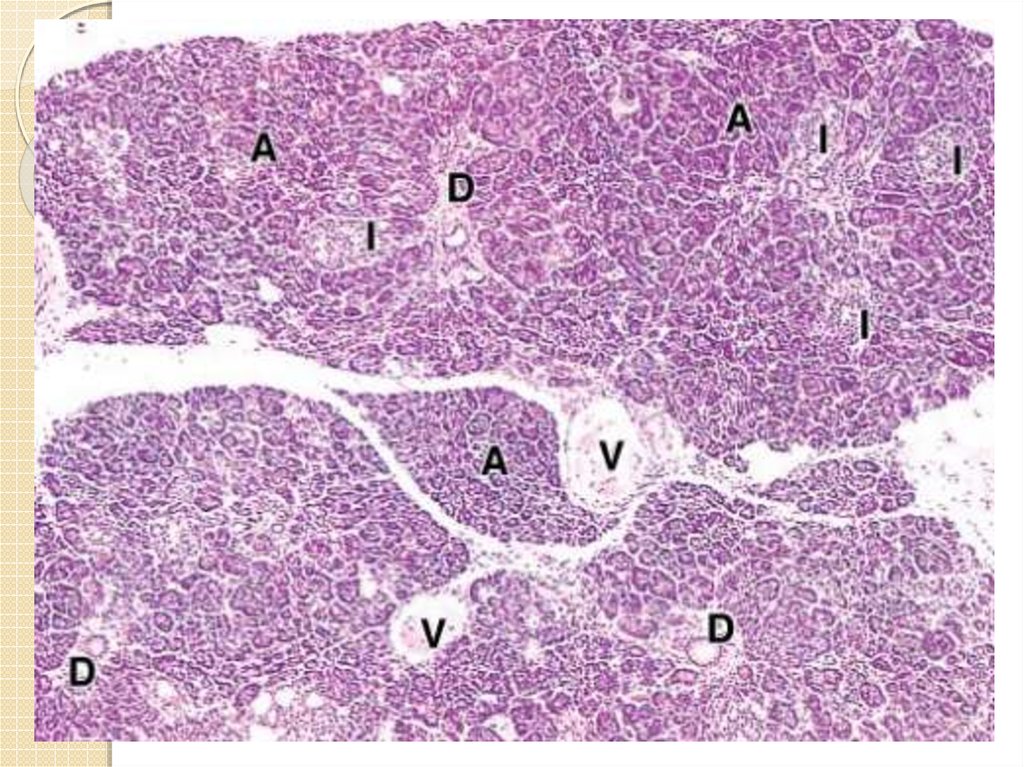 Атрофия поджелудочной железы. Островки Лангерганса гистология. Островки Лангерганса гистология препарат. Островки поджелудочной железы гистология. Островки Лангерганса гистология животных.