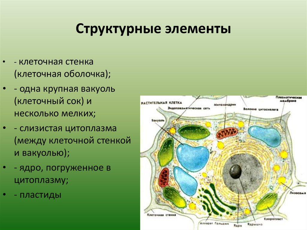 Функции клетки 6 класс. Основные структурные компоненты растительной клетки. Основные структурные элементы растительной клетки. Основные структурные элементы клетки. Строение клетки растения.