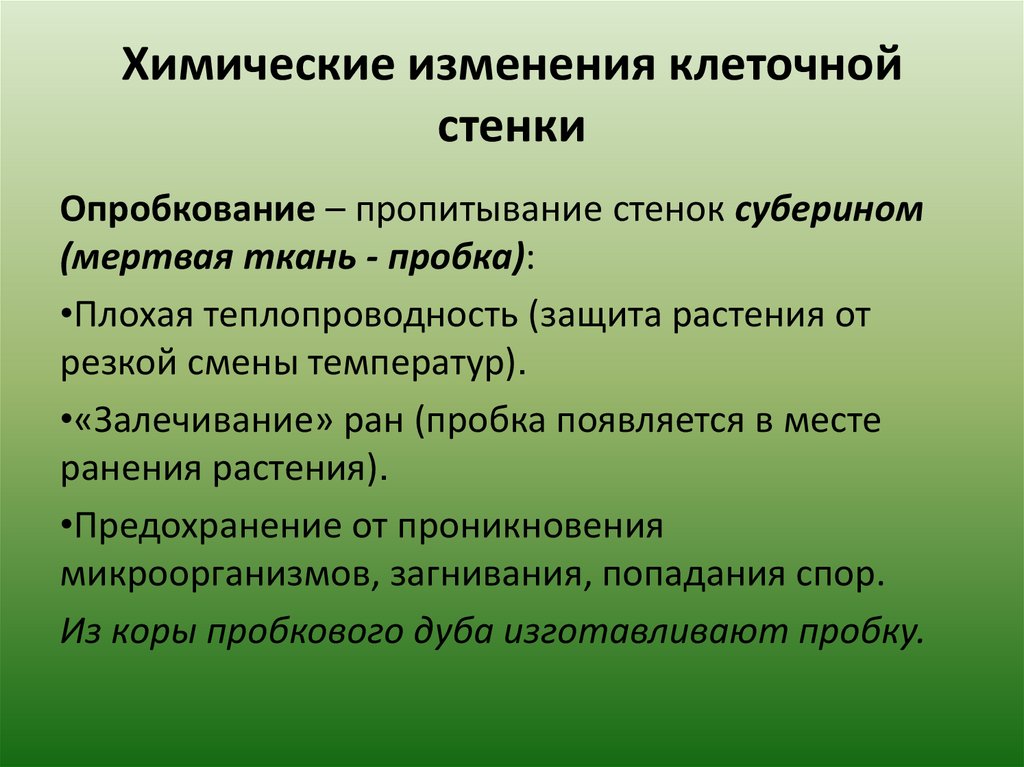 К образованию какой структуры приводит суберинизация. Одревеснение клеточной стенки. Химические изменения клеточной стенки. Лигнин и суберин у растений. Опробкование.