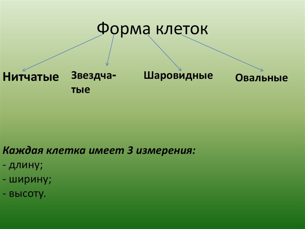 2 формы клетки