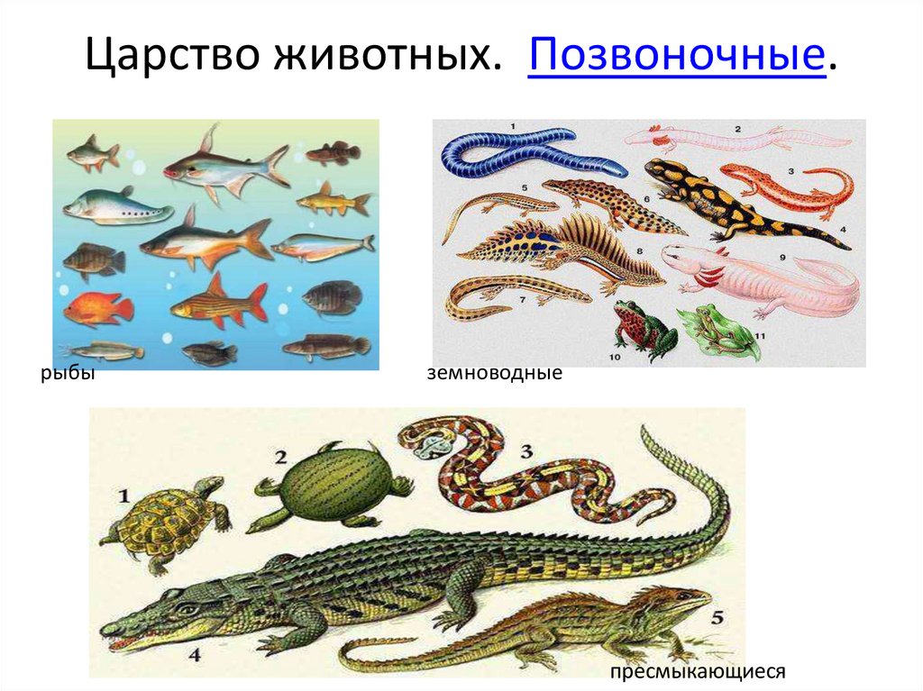 Многоклеточное позвоночное животное. Позвоночные животные. Позвоночные и беспозвоночные животные. Многообразие позвоночных животных. Позвоночные рыбы.
