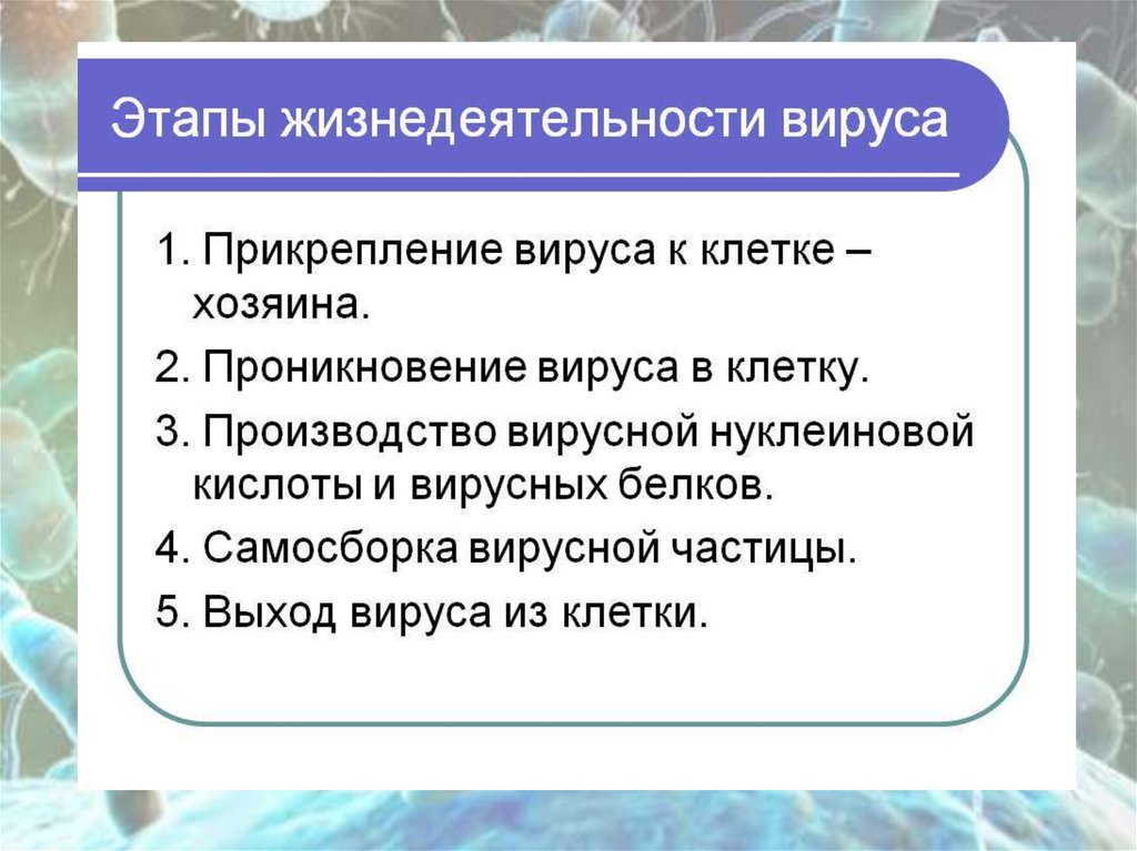 Установите соответствия особенности жизнедеятельности