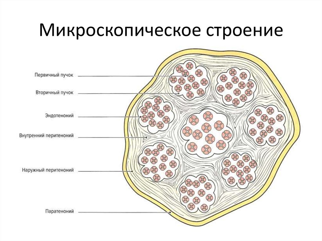 Препарат легкое гистология рисунок