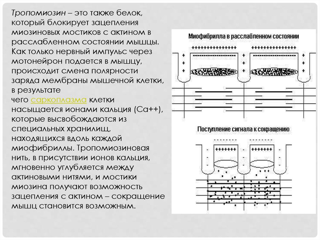 Опишите общую схему энергетического обеспечения мышечного сокращения