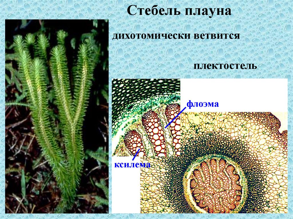 Листья плауна. Анатомическое строение стебля плауна булавовидного. Анатомическое строение стебля Луна булавовидного. Анатомическое строение стебля плауна. Поперечный срез стебля плауна булавовидного.