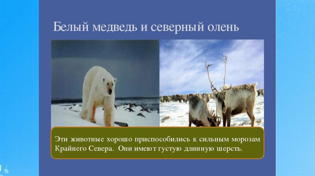 Как приспособились к жизни медведи. Белый медведь и Северный олень. Белый медведь и олень. Приспособления животных севера. Приспособления белого медведя на севере.