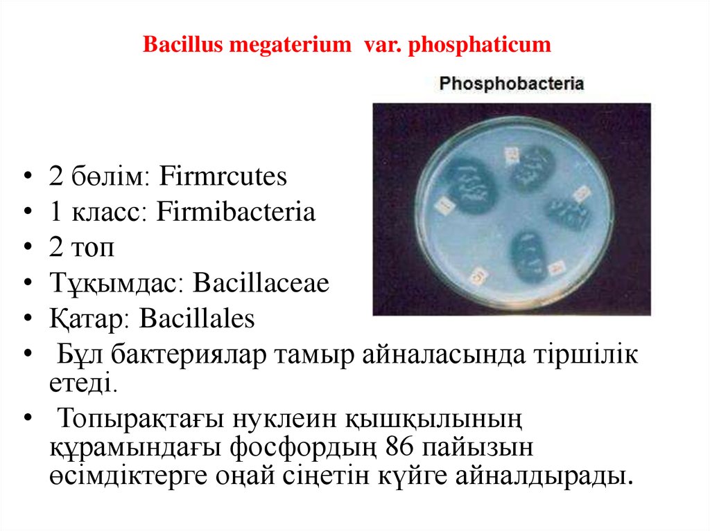 Bacillus megaterium var. phosphaticum