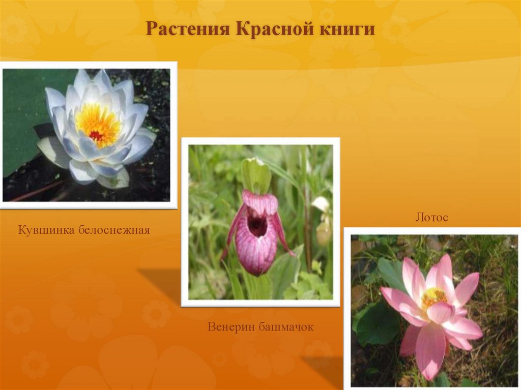 Растение из красной книги россии фото и описание
