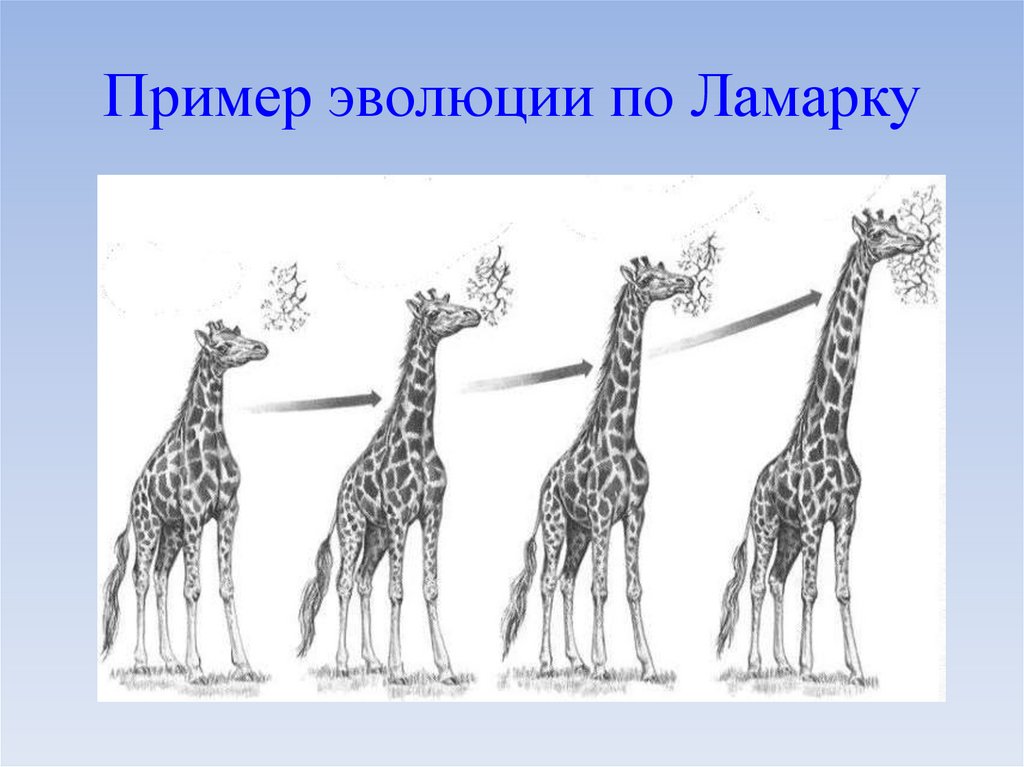 Изменение эволюции. Теория Ламарка Жирафы. Эволюция жирафа Ламарк. Эволюция Ламарка. Теория эволюции Ламарка.