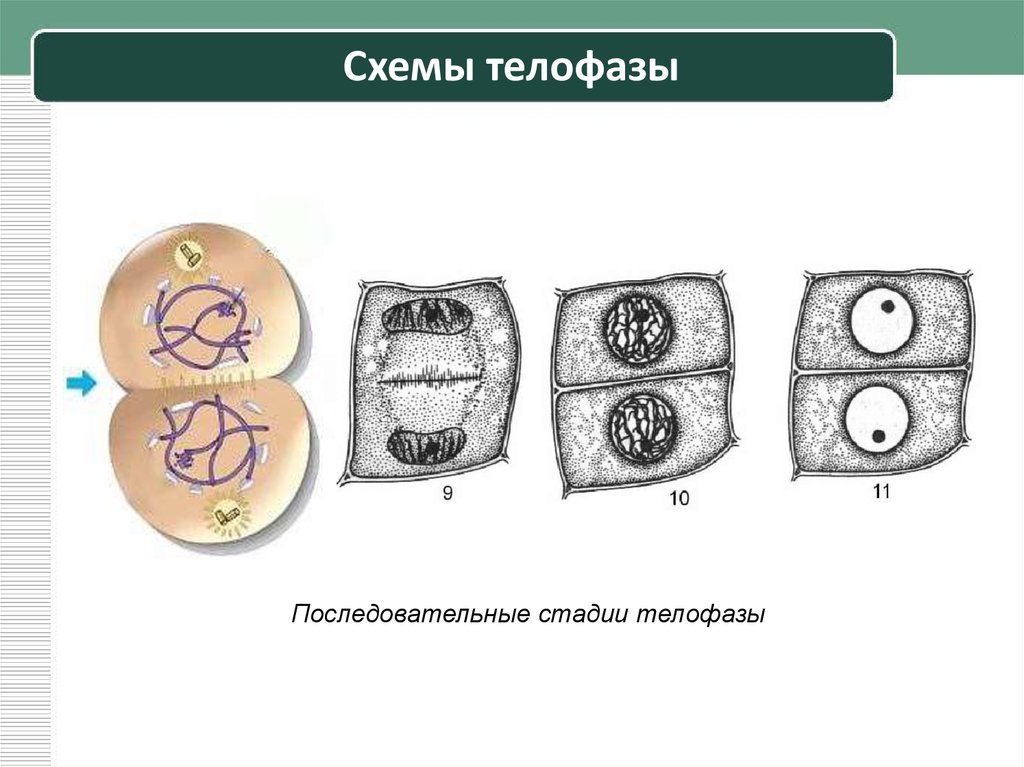 Схемы телофазы