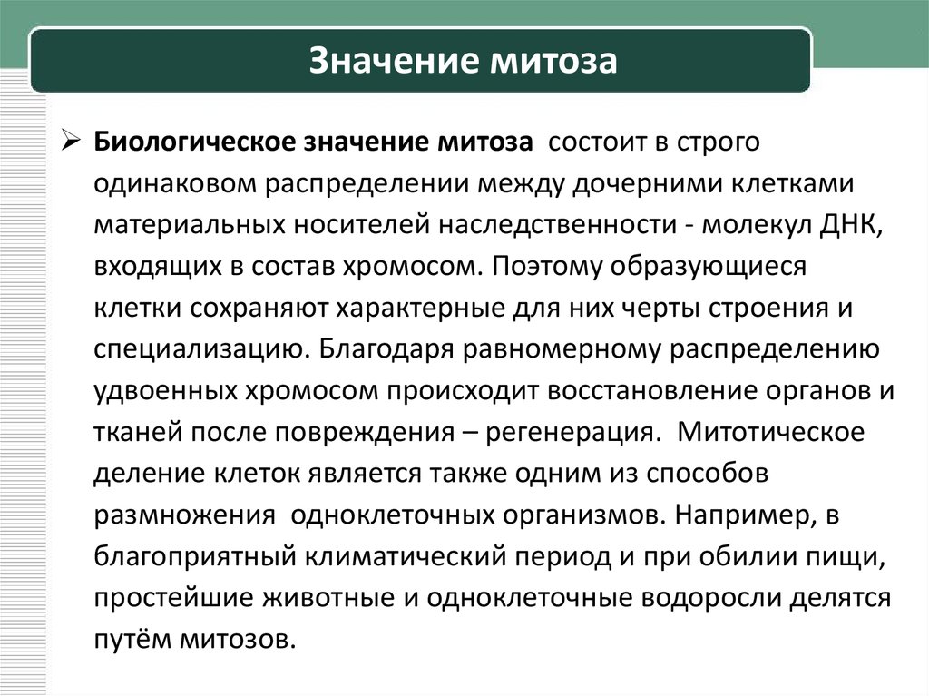 В чем заключается биологический смысл. Биологическое значение митоза заключается в. Значение митоза состоит. Значение митоза в наследственности. Биологический смысл митотического деления клеток заключается в.