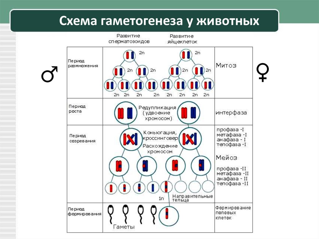 Схема гаметогенеза у животных