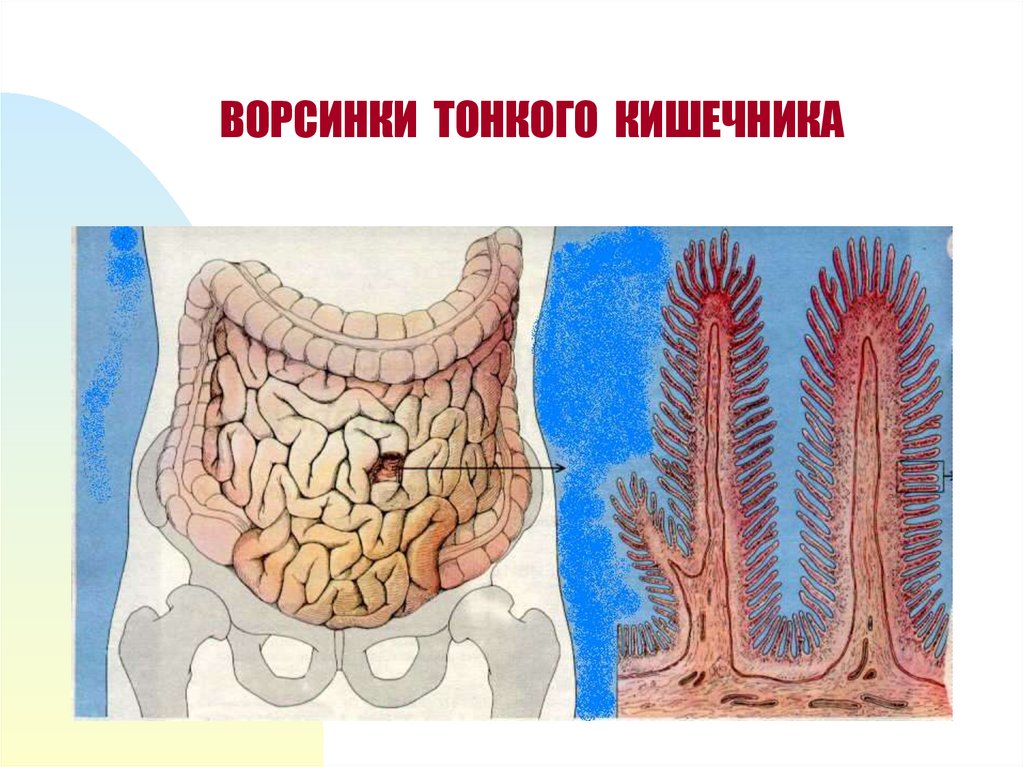 Кишечная ворсинка. Кишечные ворсинки тонкого кишечника. Ворсинки толстой кишки. Тонкая кишка кишечная Ворсинка. Ворсинки тонкого кишечника функции.