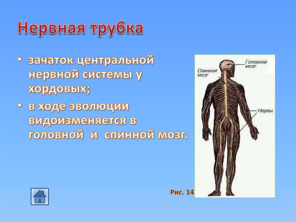 Трубчатая нервная система