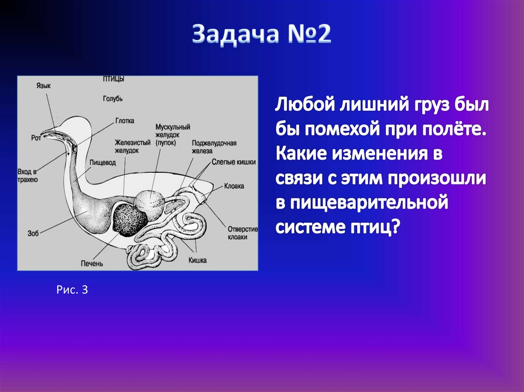 Какие особенности пищеварительной системы птиц. Органы пищеварения птиц. Строение пищеварительной системы птиц. Схема пищеварительной системы птицы. Органы пищеварения птицы схема.